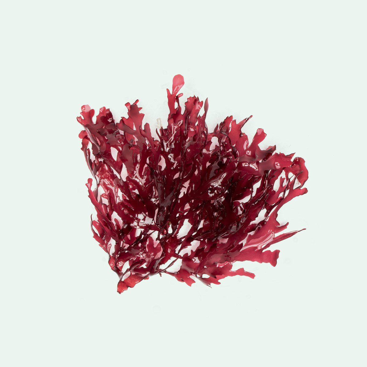 Dragon's Breath Macro Algae - Glass Aqua