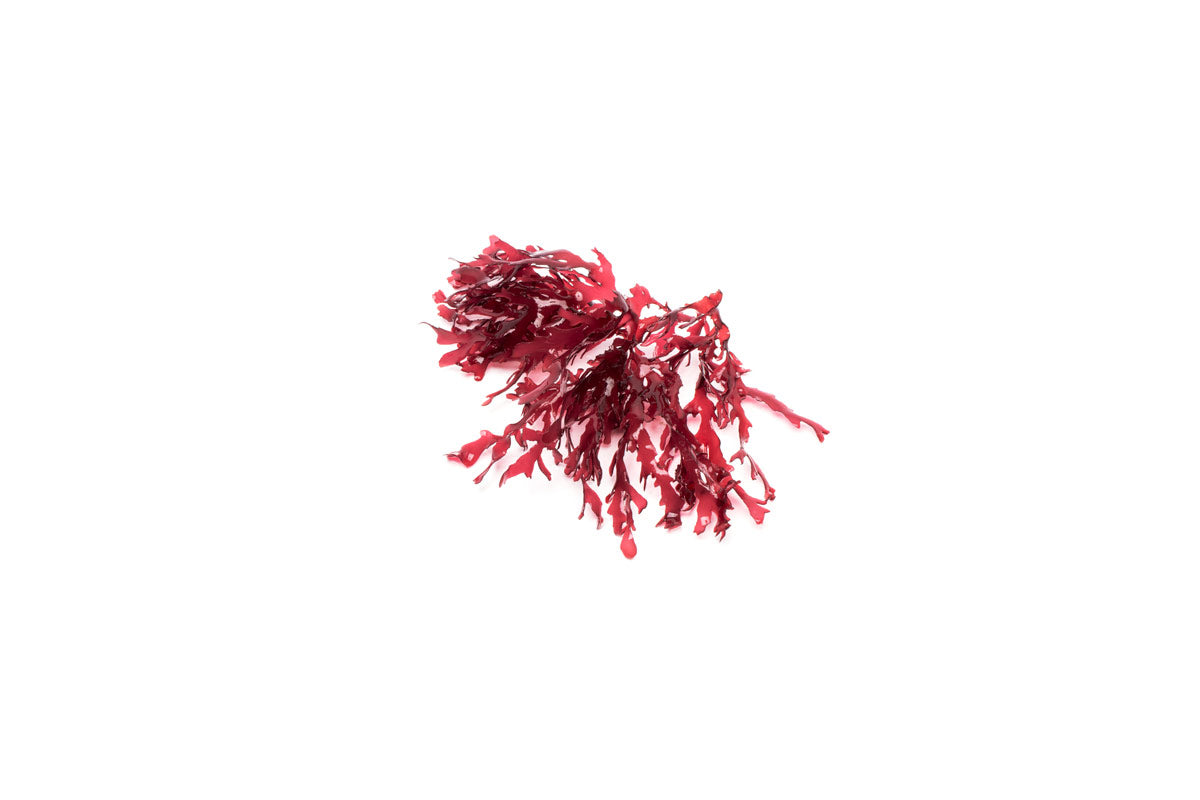 Dragon's Breath Macro Algae - Glass Aqua