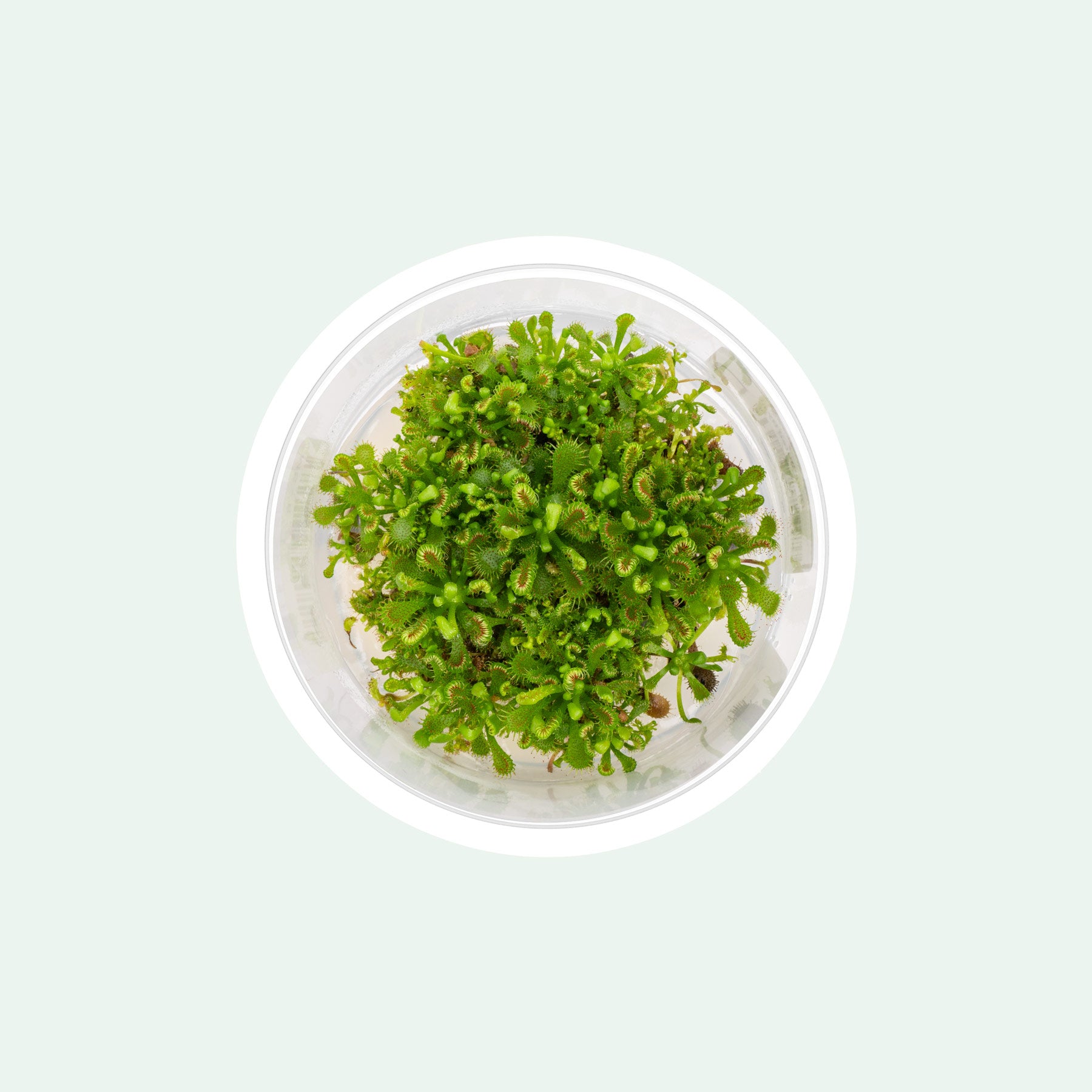 Drosera Spatulata 'Lovellae' - Sundew Plant