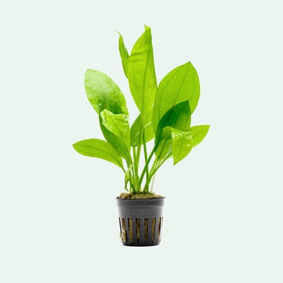 Echinodorus Bleheri Amazon Sword Live Aquatic Plant