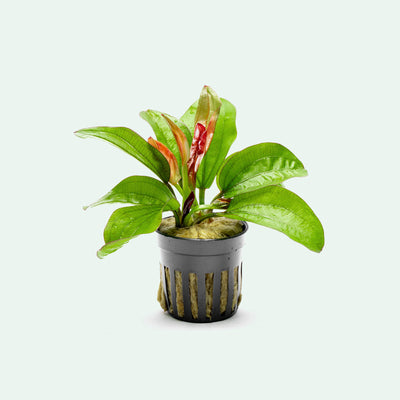 Echinodorus Fancy Twist - Glass Aqua