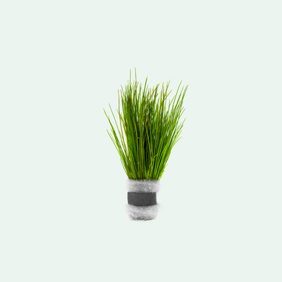 Eleocharis Parvula Hair Grass Carpeting Aquarium Plant Planted Tank