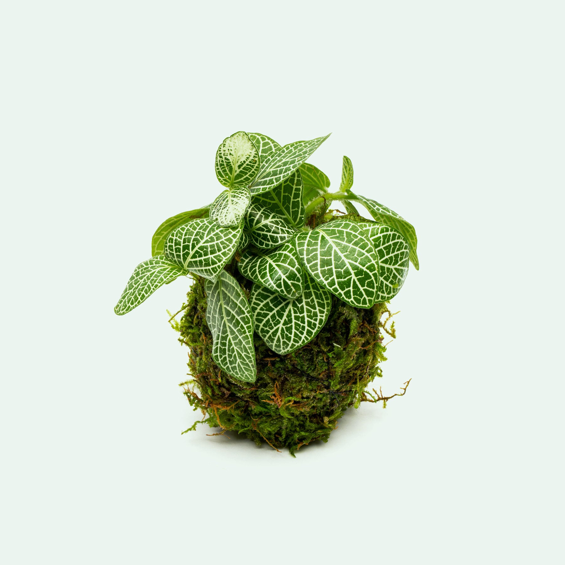 Fittonia Albivenis Red on Christmas Moss Wabi Kusa Terrarium Plant