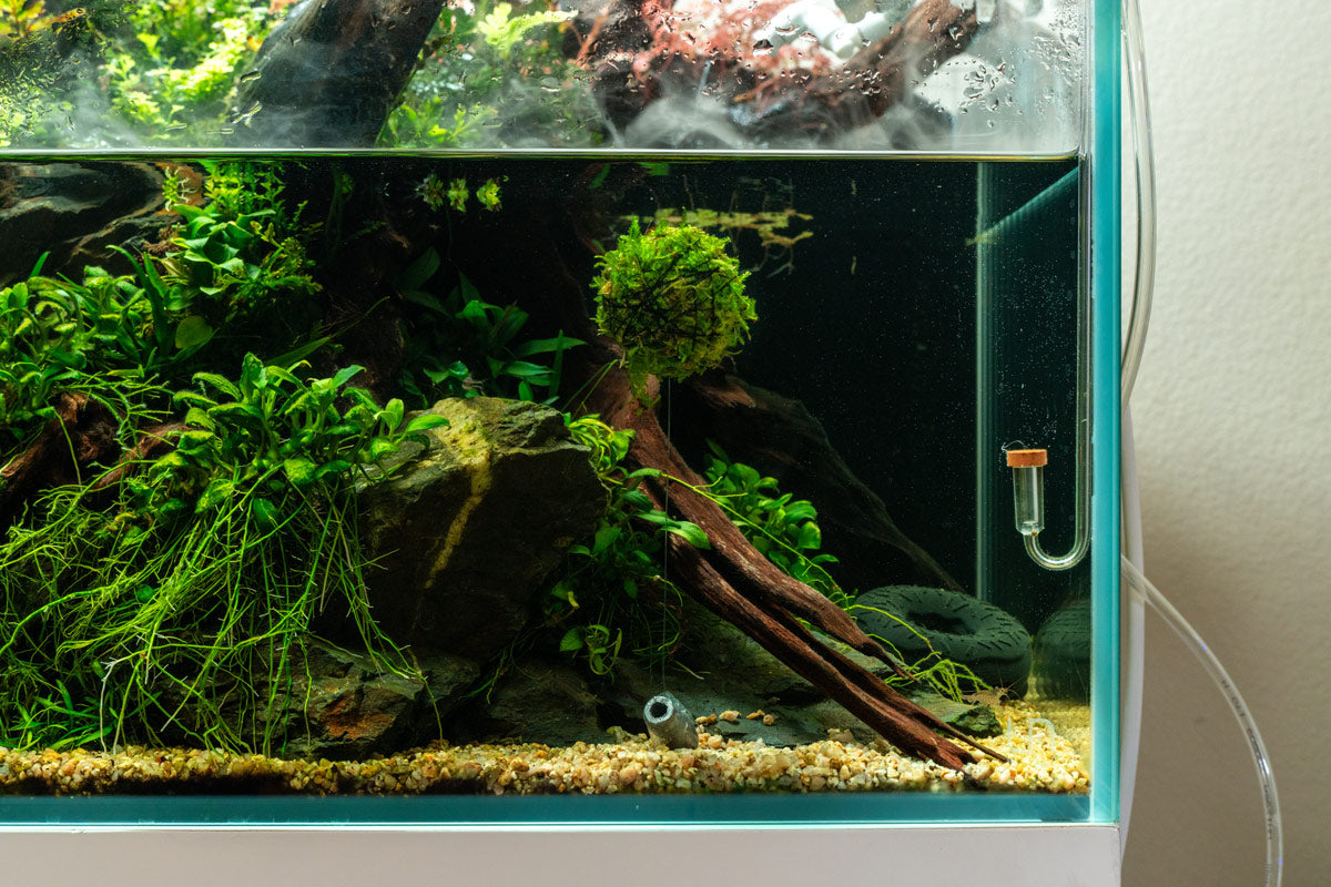 Floating Moss Ball Aquarium Decor - Live Christmas Moss | Glass Aqua