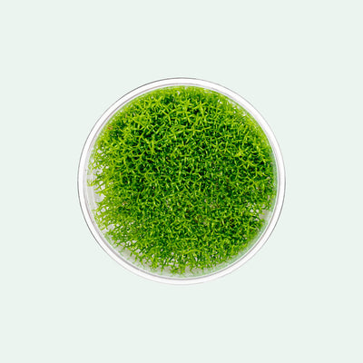 Hedyotis Salzmannii Beginner Stem Plant | Aquarium Plants - Glass Aqua