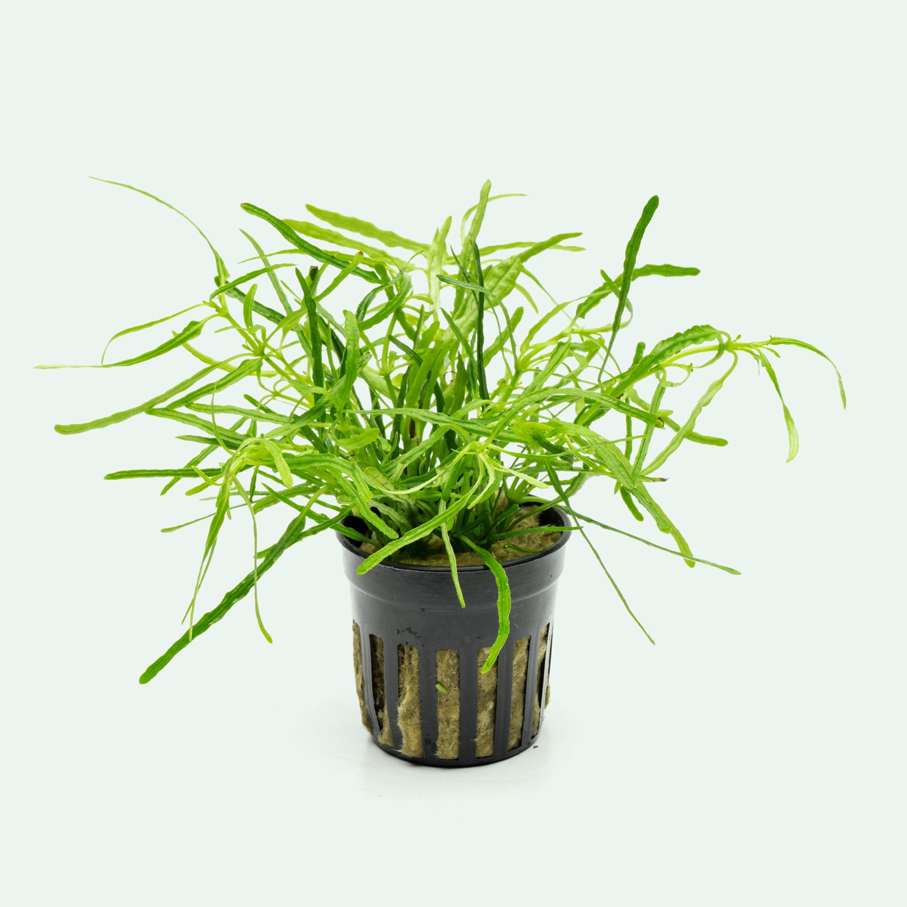 Hemigraphis Repanda Green Wabi Kusa Plant
