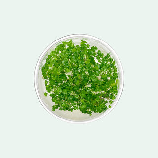 Hydrocotyle Tripartita Mini - Glass Aqua