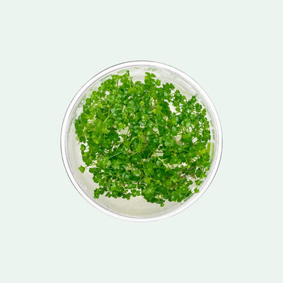Hydrocotyle Tripartita Mini - Glass Aqua