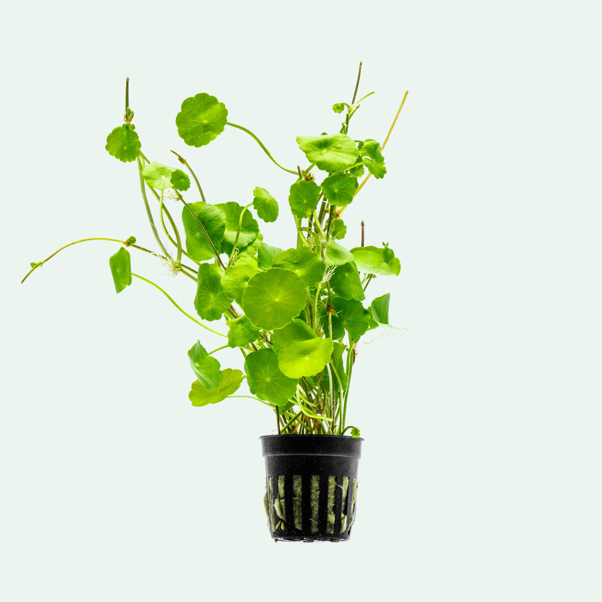 aquatic plant pot Hydrocotyle Verticillata - Aquatic Lily Plant