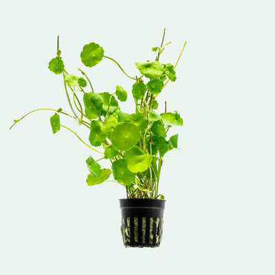 Hydrocotyle Verticillata - Glass Aqua