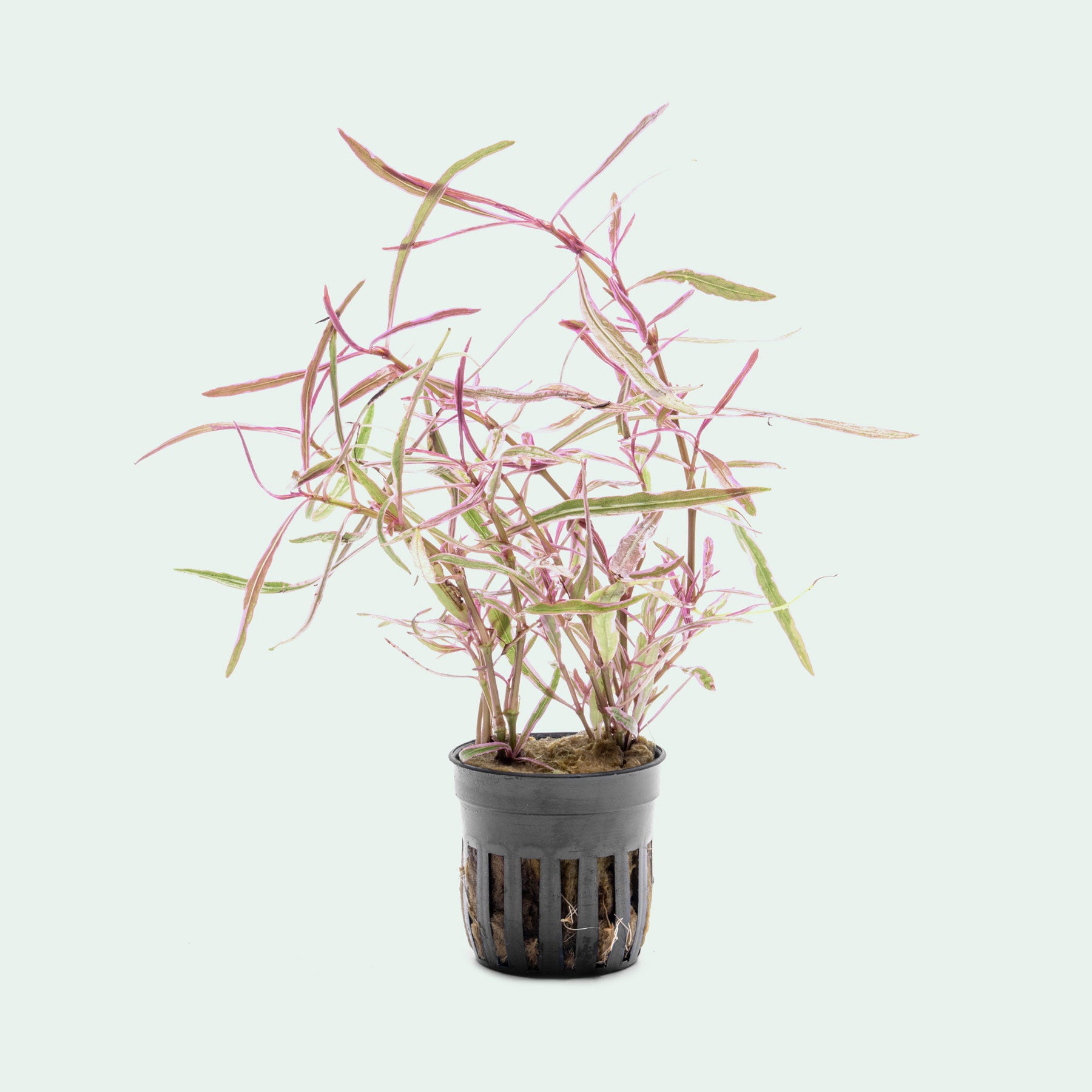 Hygrophila sp. Chai - Pink Plants