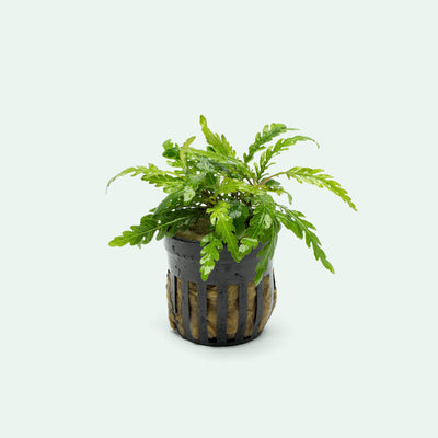 Hygrophila Pinnatifida 'UK' - Live Aquarium Plant | Glass Aqua