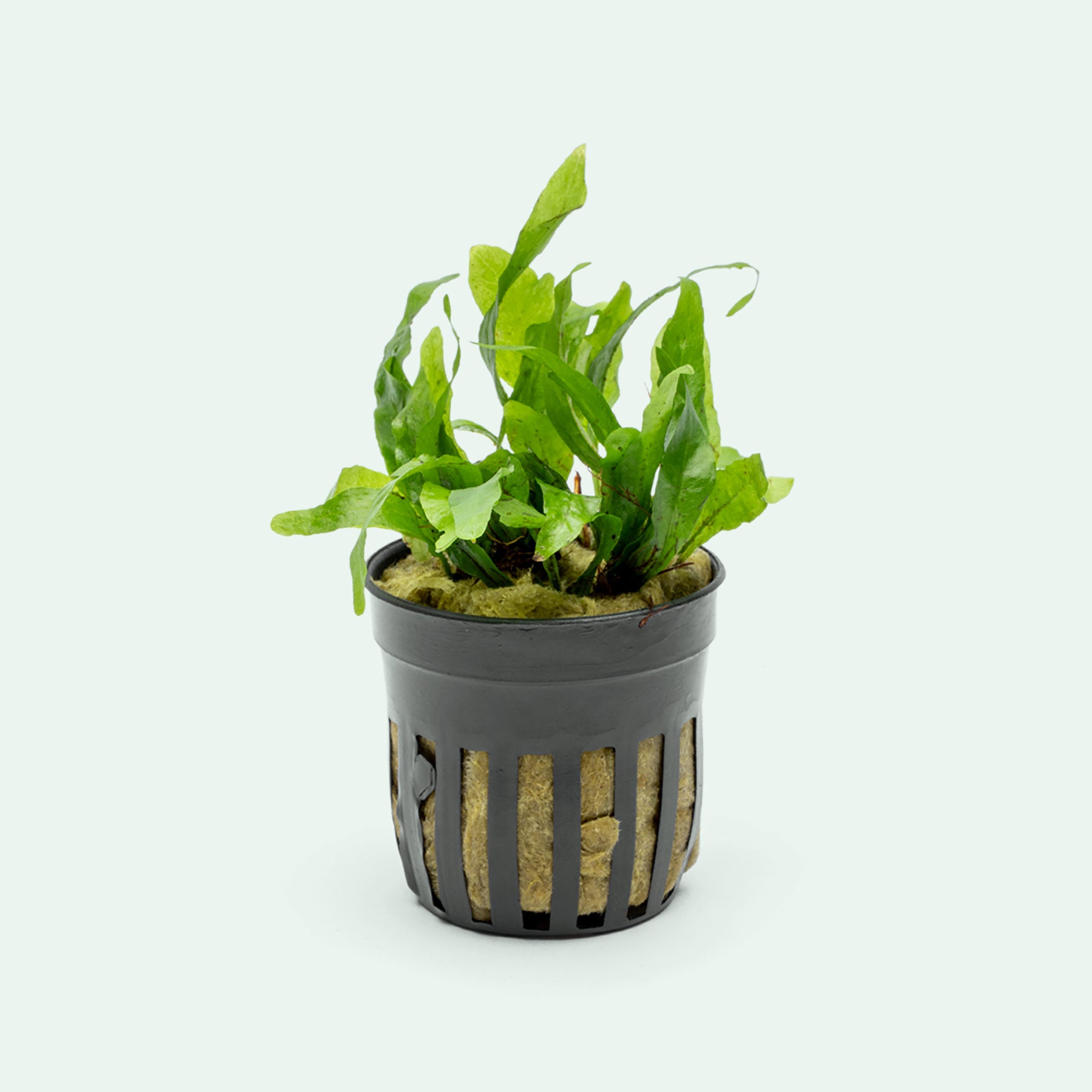 narrow pot plants Microsorum Pteropus Narrow Leaf Mini