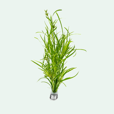 Juncus Repens Creeping Rush | Shop Midground Aquatic Plants - Glass Aqua