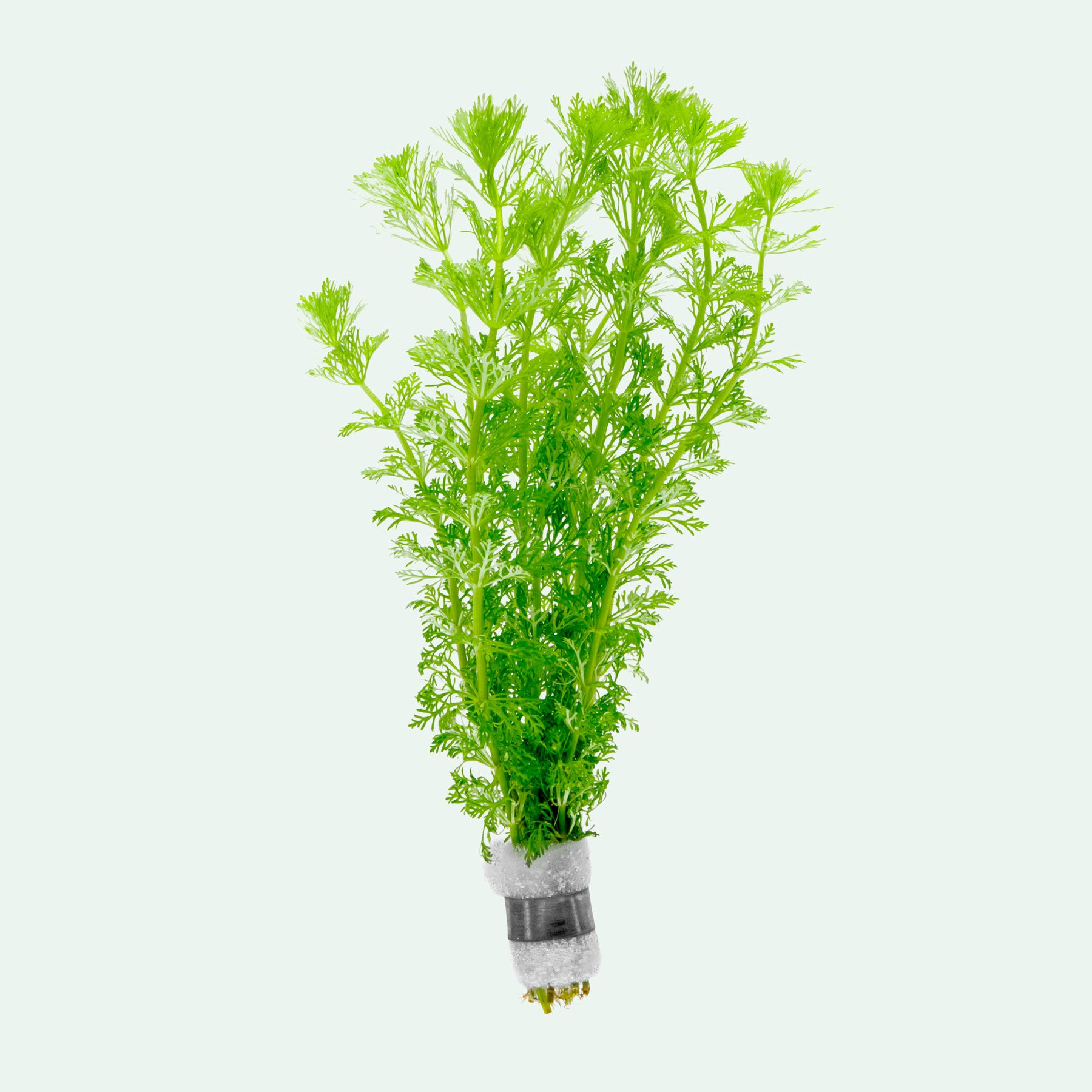 Limnophila Heterophylla - Live Aquatic Plant | Glass Aqua