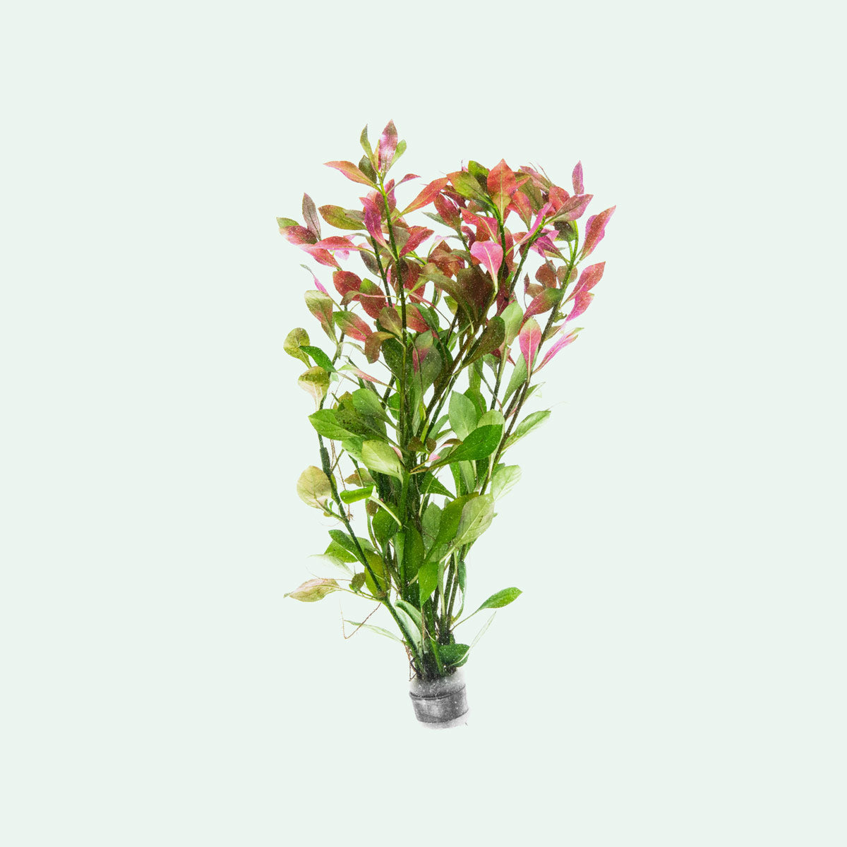 Ludwigia Repens - Red Aquarium Plant