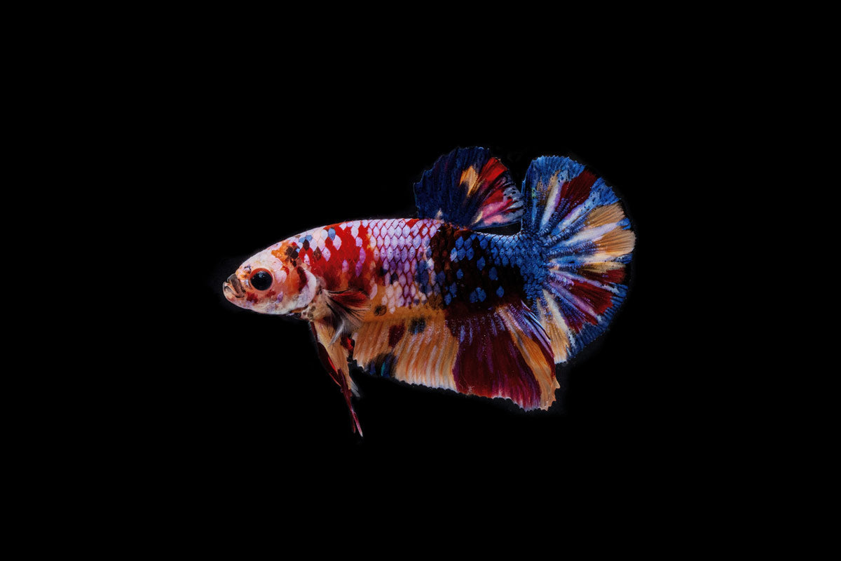 Koi Galaxy Male Betta Fish - Glass Aqua