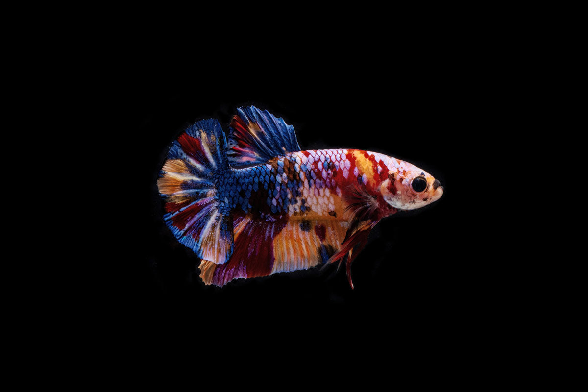 Koi Galaxy Male Betta Fish - Glass Aqua