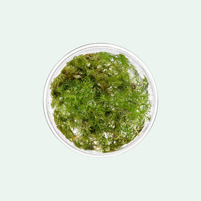Myriophyllum Roraima water milfoil red aquarium stem plant for planted tanks