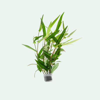 Persicaria Praetermissa bunched aquarium terrarium stem plant for planted tanks