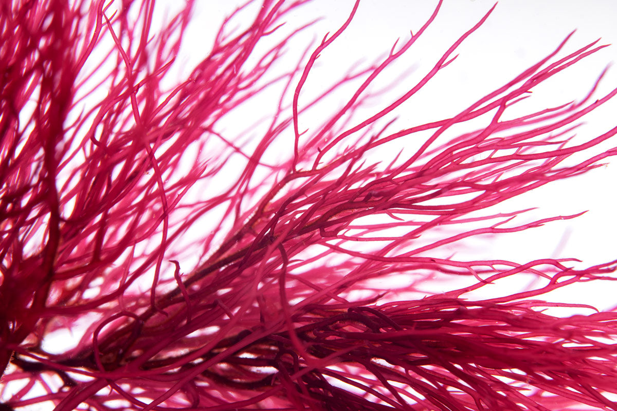 Red Ogo Macro Algae (Gracilaria) | Live Macroalgae - Glass Aqua