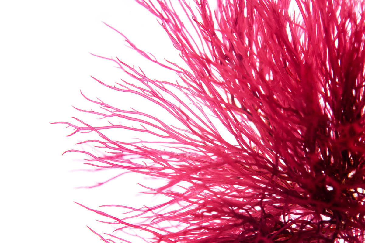 Red Ogo Macro Algae (Gracilaria) | Live Macroalgae - Glass Aqua