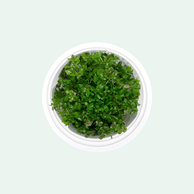 Rotala Manipurensis Tissue Culture for Planted Aquarium Tank