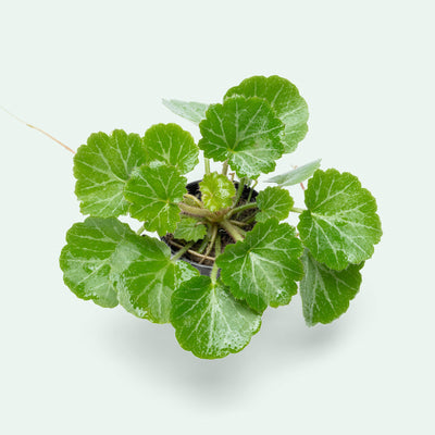 Saxifraga Stolonifera Strawberry Begonia Potted House Plant