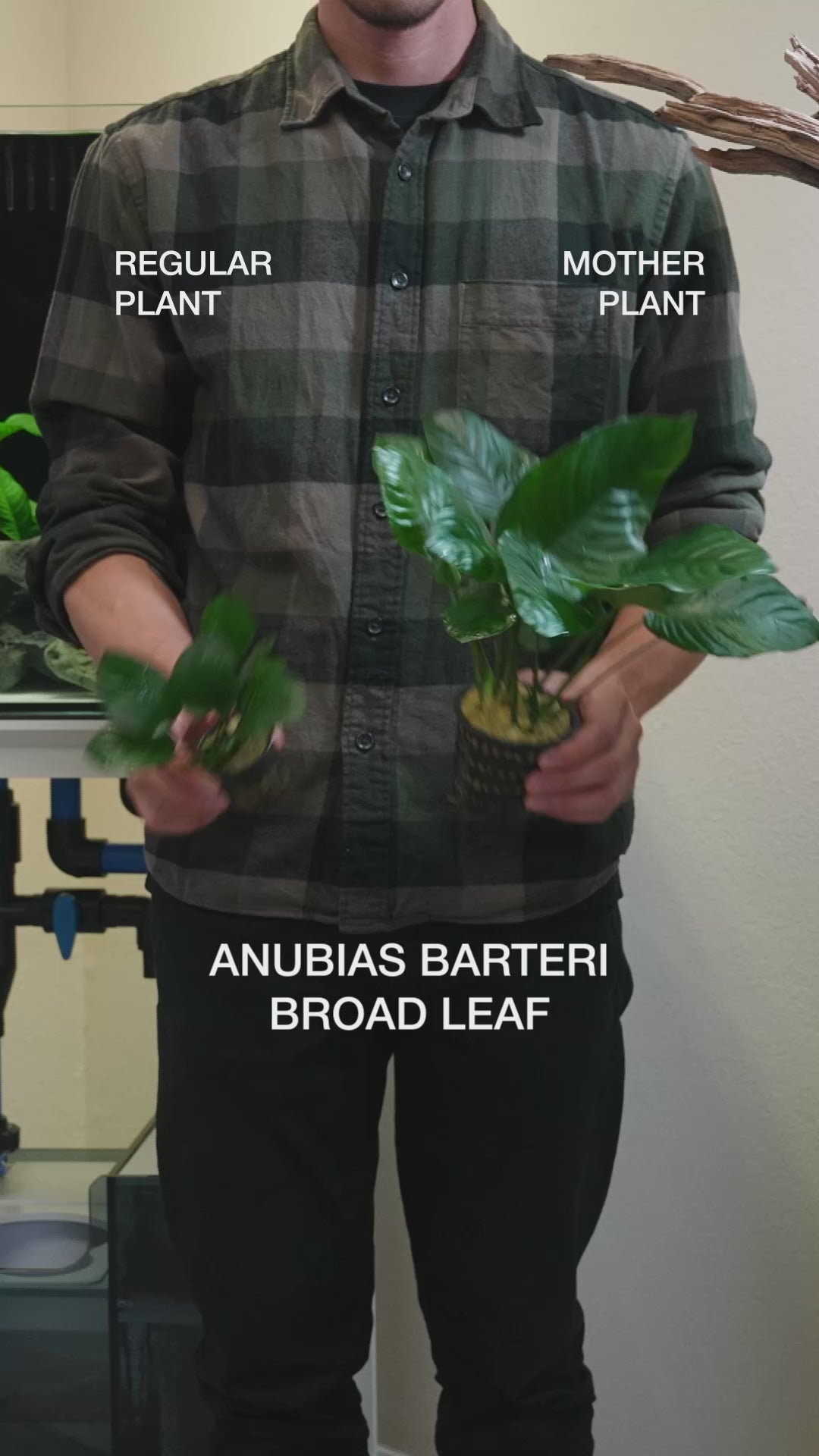 Anubias Barteri Broad Leaf - Easy Large Planted Aquarium Tank Mother Aquatic Plant