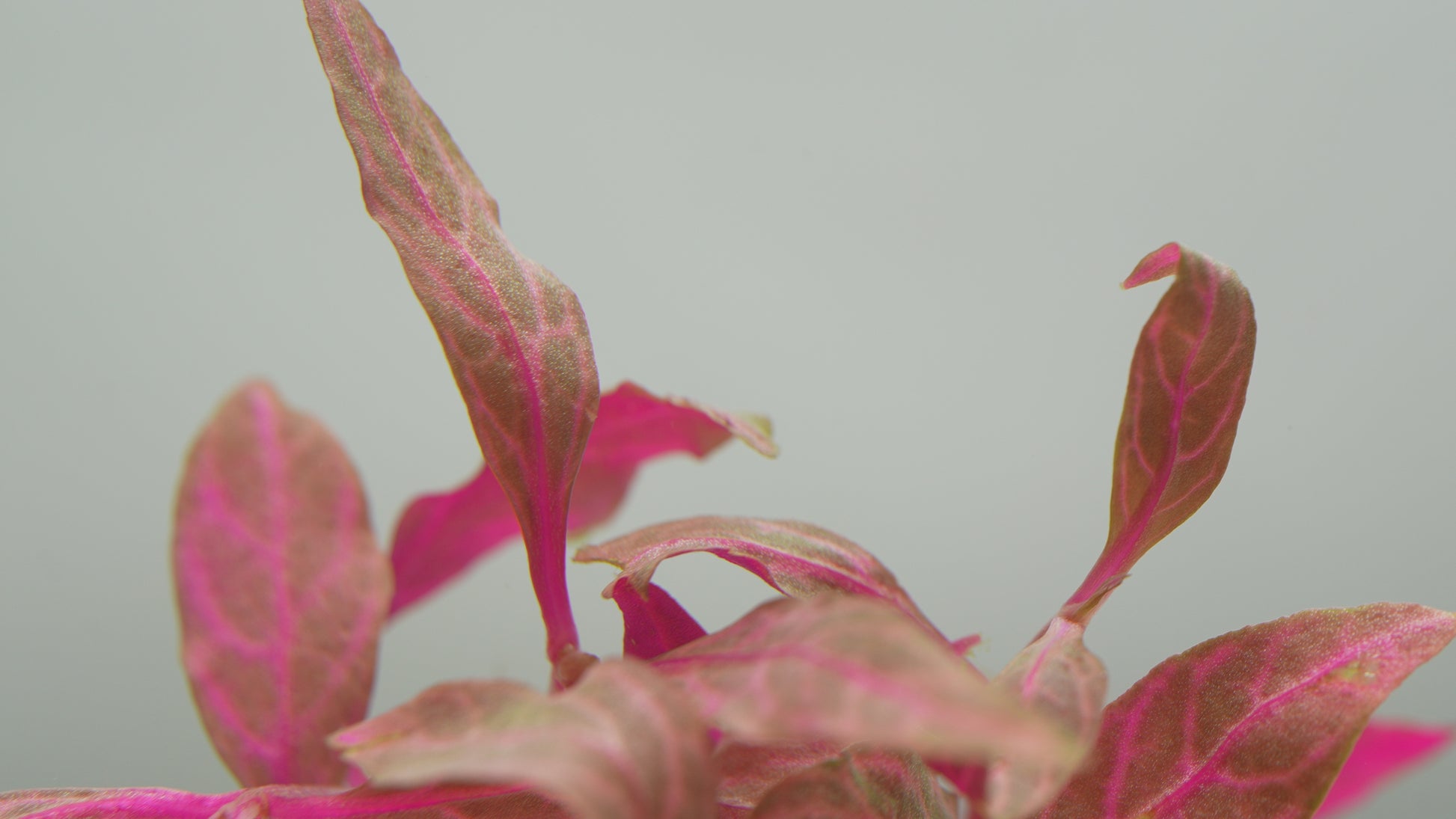 Alternanthera Reineckii Rosanervig