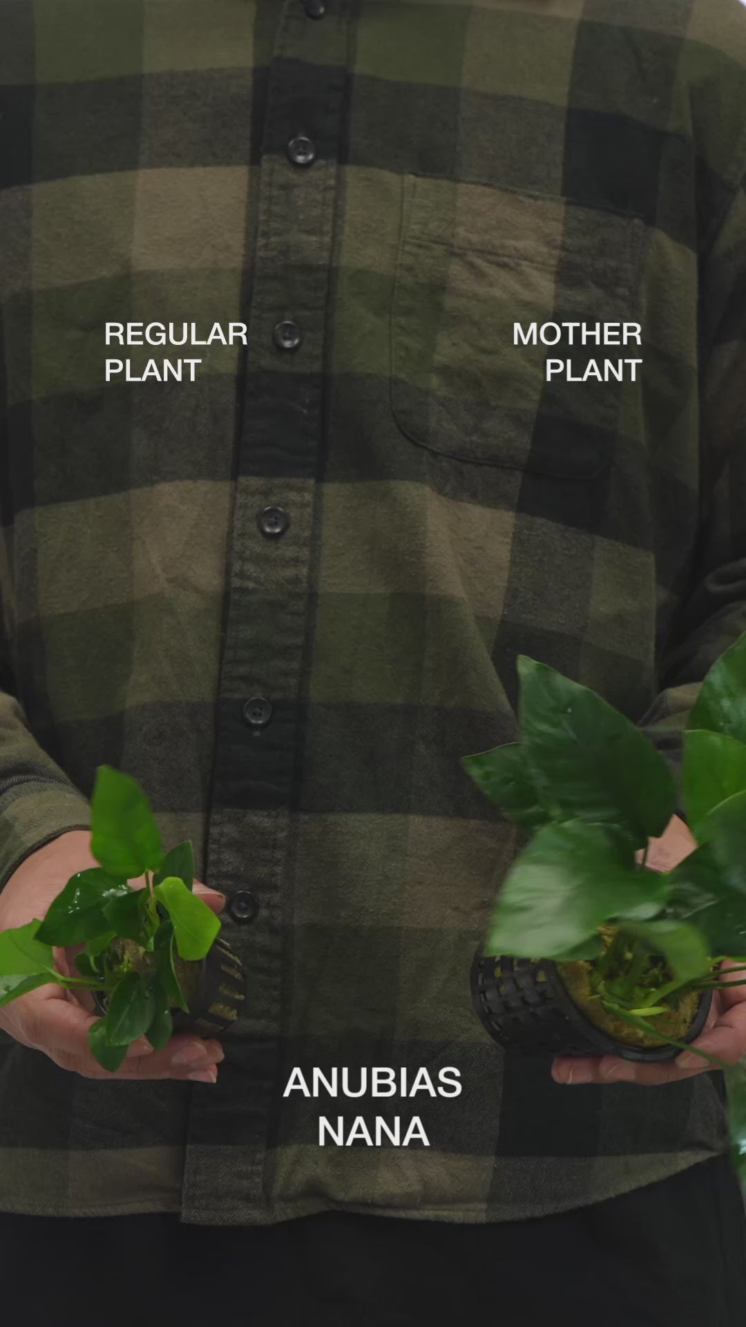 Anubias Nana - Easy Large Planted Aquarium Tank Mother Aquatic Plant