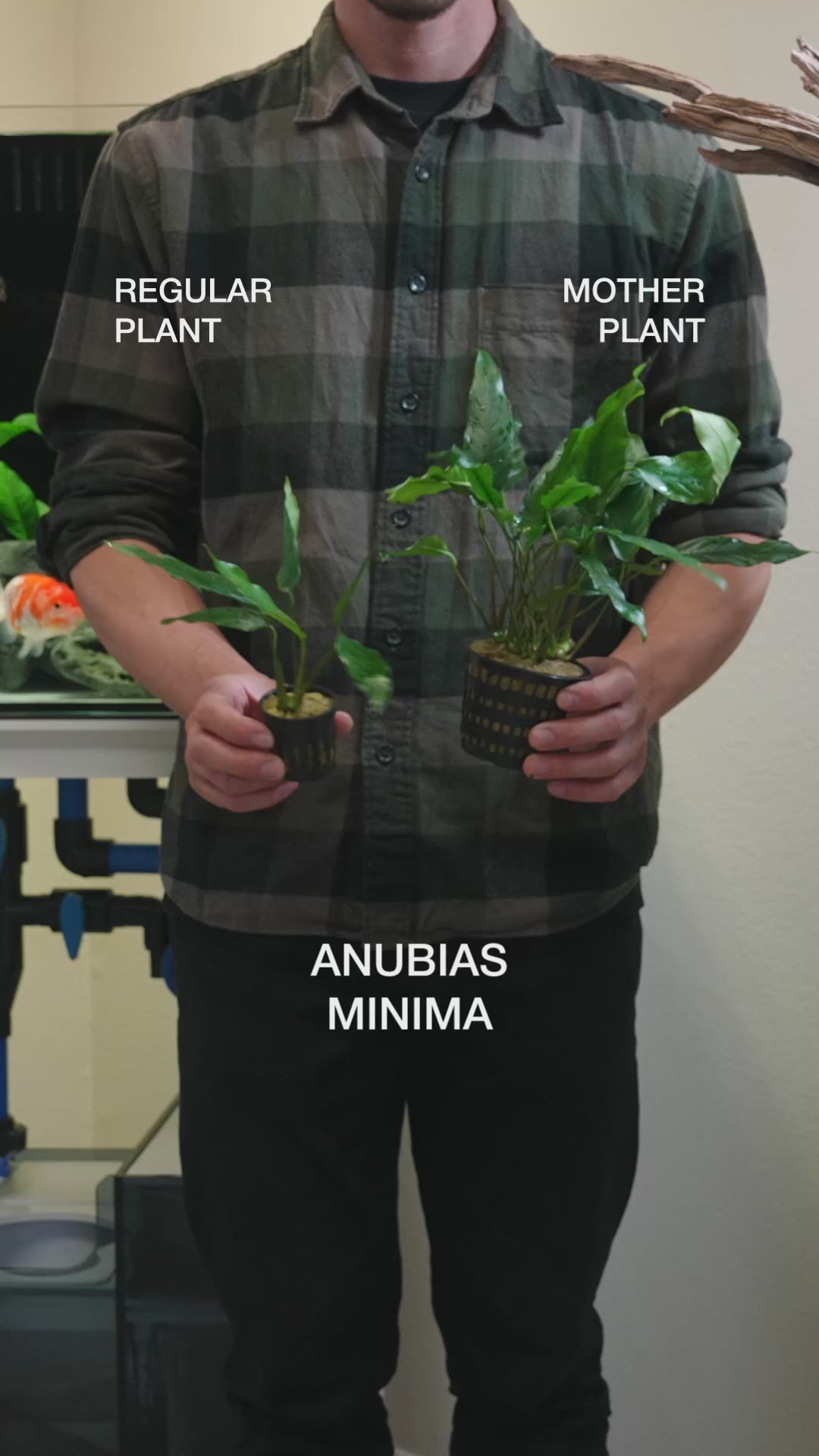 Anubias Minima - Easy Large Planted Aquarium Tank Mother Aquatic Plant