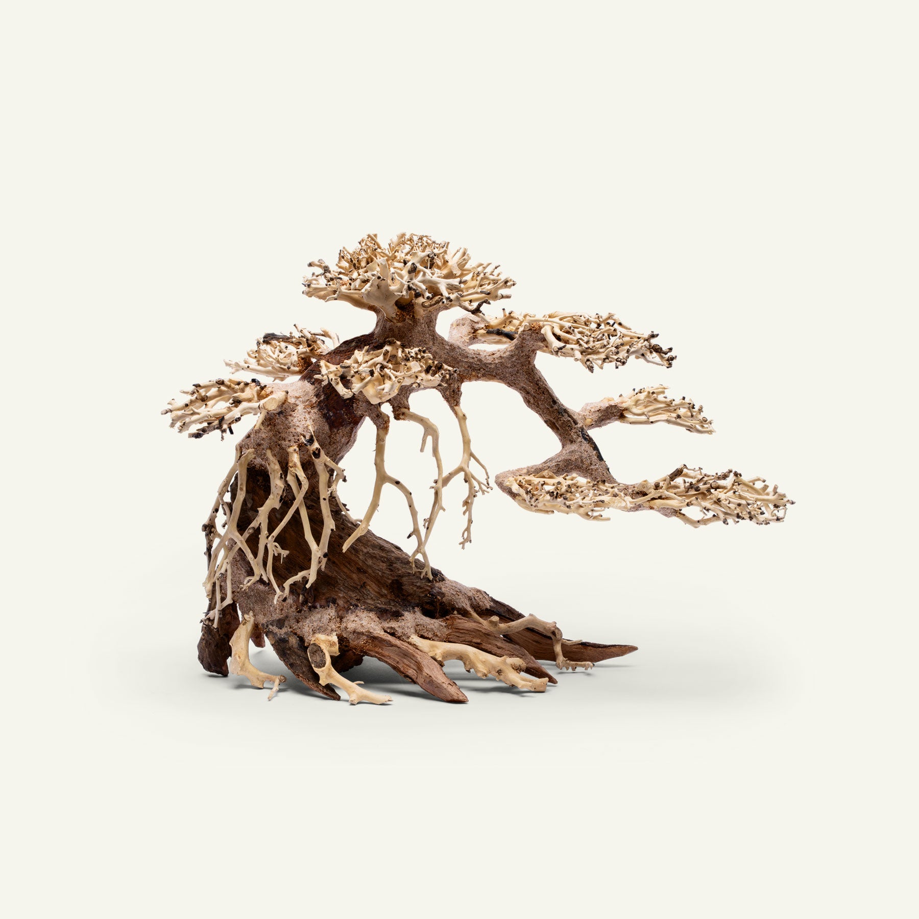 bonsai tree driftwood aquarium Ultum Nature Systems Bonsai Wood, Scaping, Planted Tanks