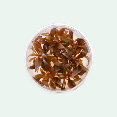 Alternanthera Reineckii Mini - Glass Aqua