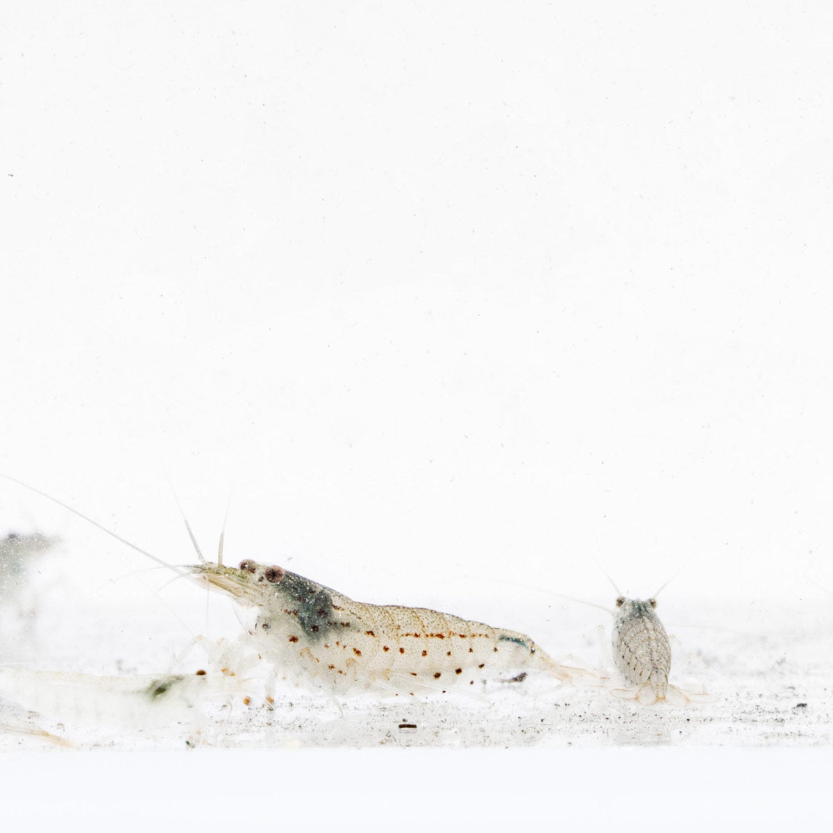 Amano Shrimp | Shop Freshwater Shrimp, Algae Cleaners - Glass Aqua