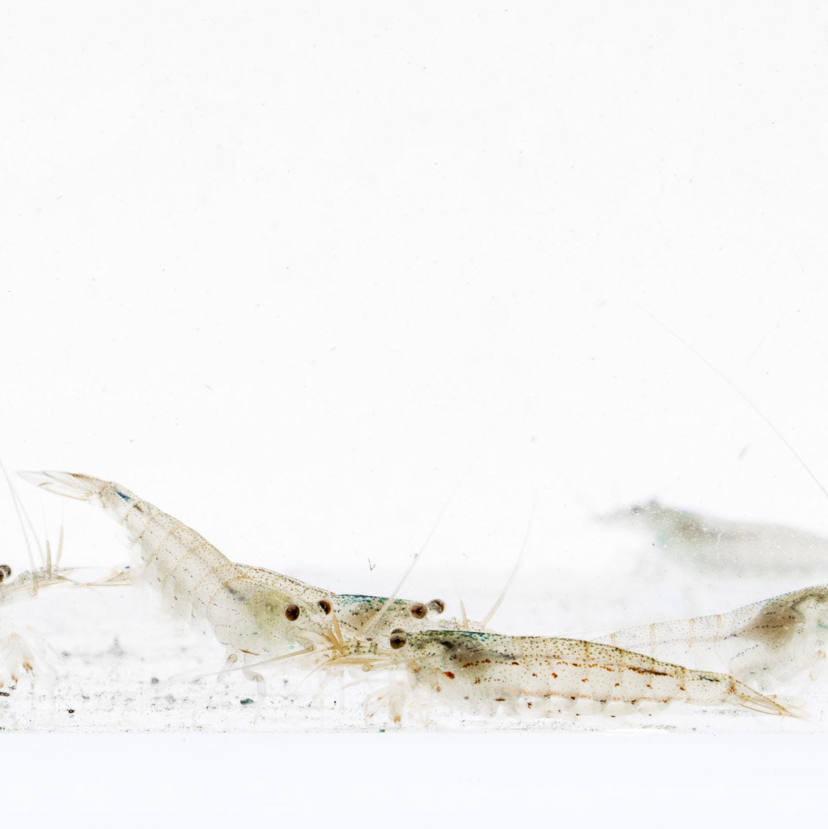 Amano Shrimp | Shop Freshwater Shrimp, Algae Cleaners - Glass Aqua