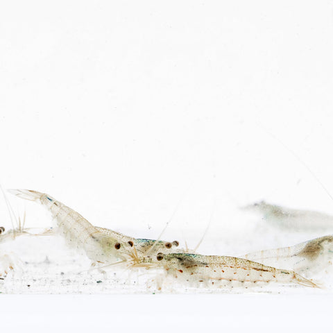 Amano Shrimp | Shop Freshwater Shrimp, Algae Cleaners - Glass Aqua