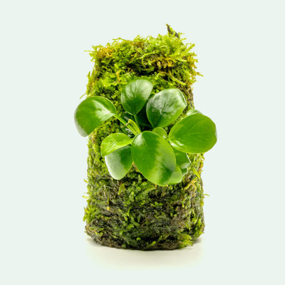 Anubias Nana Moss Tower Live Aquarium Plant Decor for Planted Tank