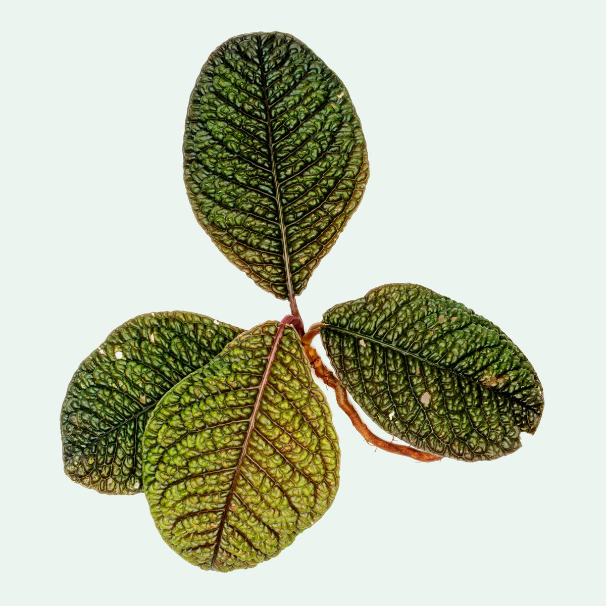 rare terrarium plants Ardisia Rare Terrarium Vivarium House Plant – Glass Aqua