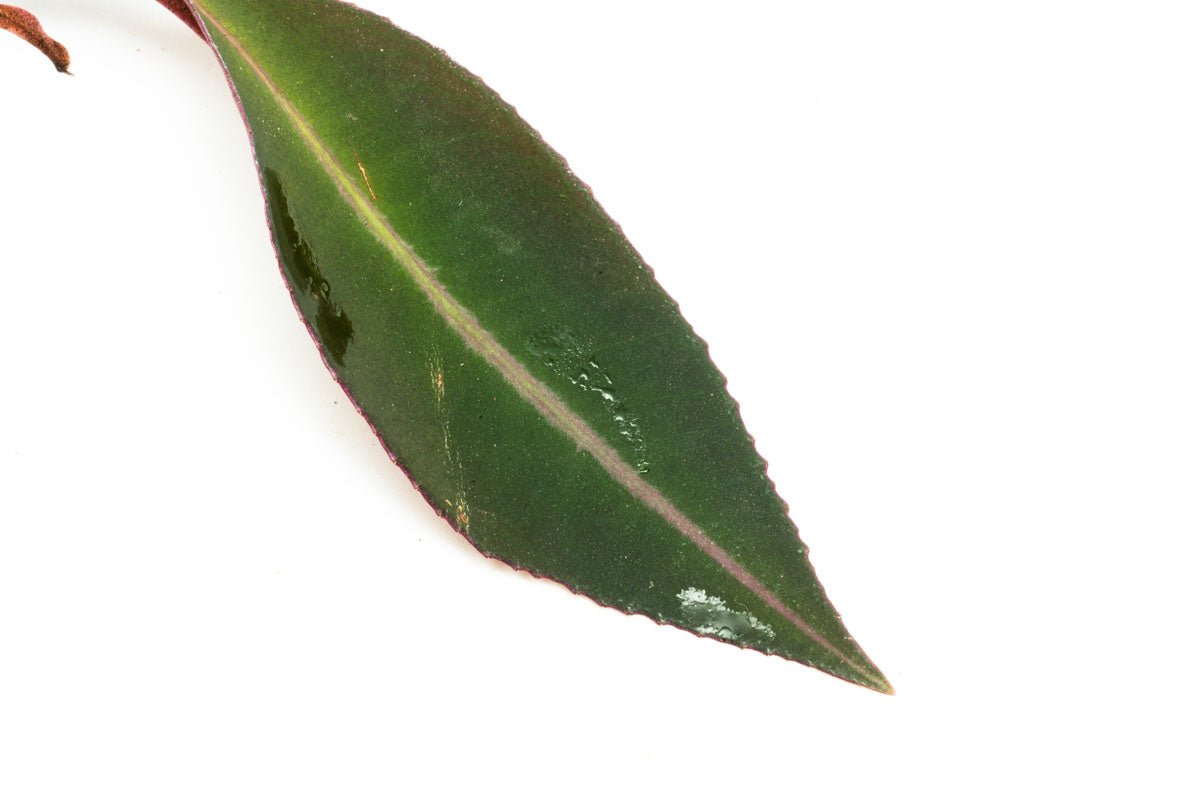Ardisia Sp Pink Line Rare Terrarium Vivarium House Plant