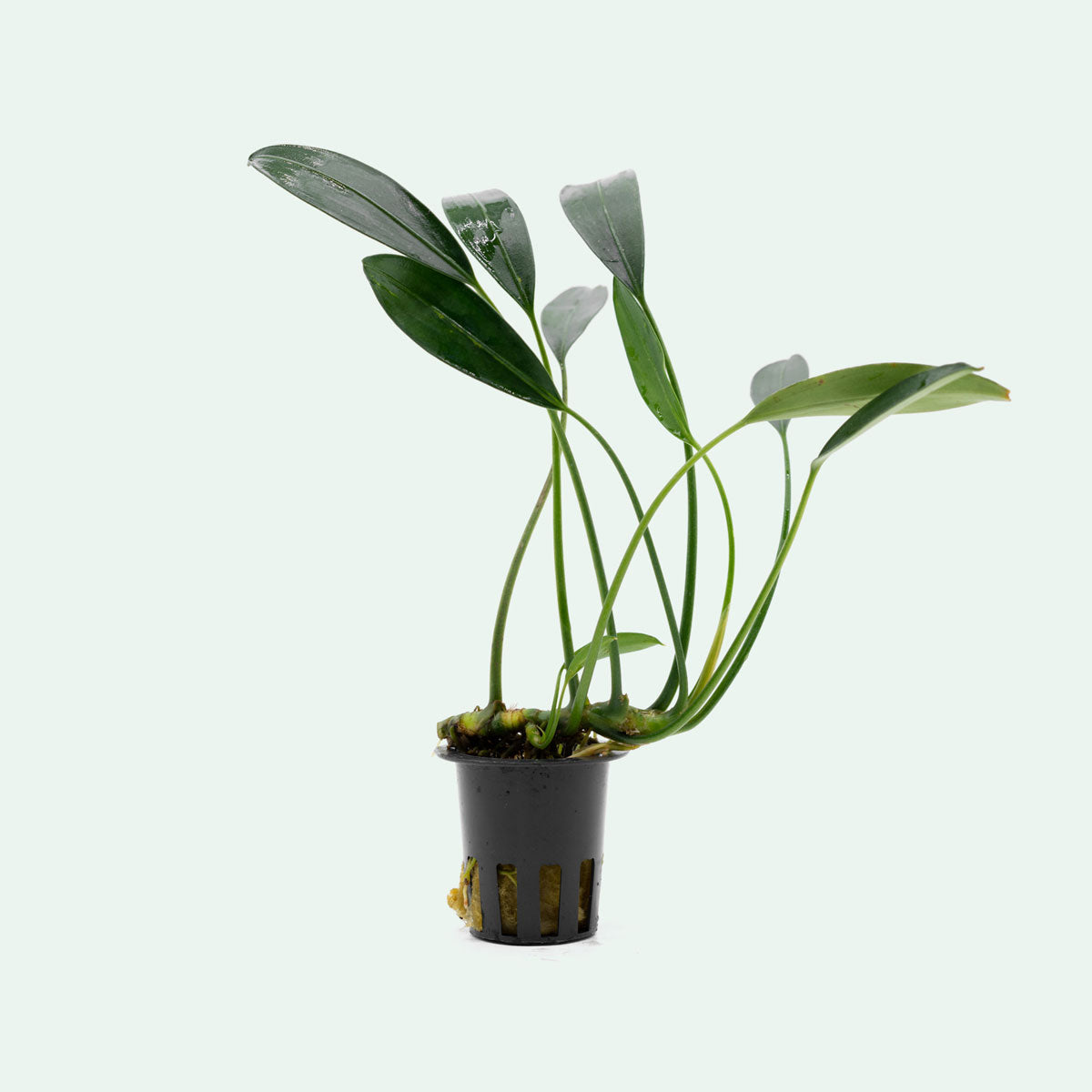 caulescens air plant Aridarum Caulescens White Fang Live Aquatic Plant – Glass Aqua