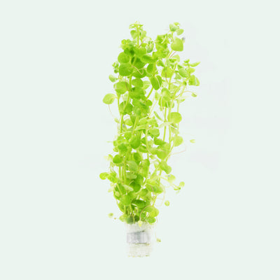 Shop Bacopa Australis Aquatic Plants - Glass Aqua