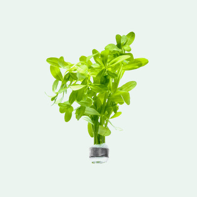 Bacopa Madagascariensis Live Aquarium Aquatic Plant - Glass Aqua
