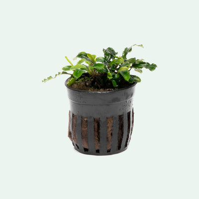 Bucephalandra Green Wavy - Glass Aqua
