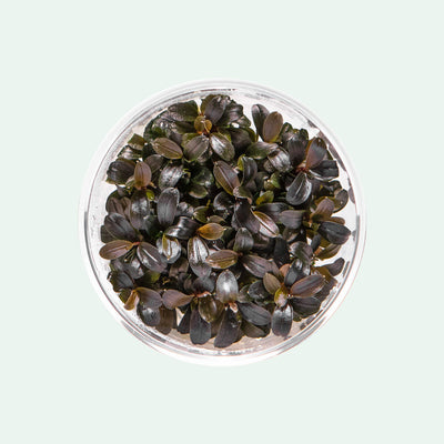 Shop Bucephalandra Kedagang Round Mini Aquatic Plants - Glass Aqua