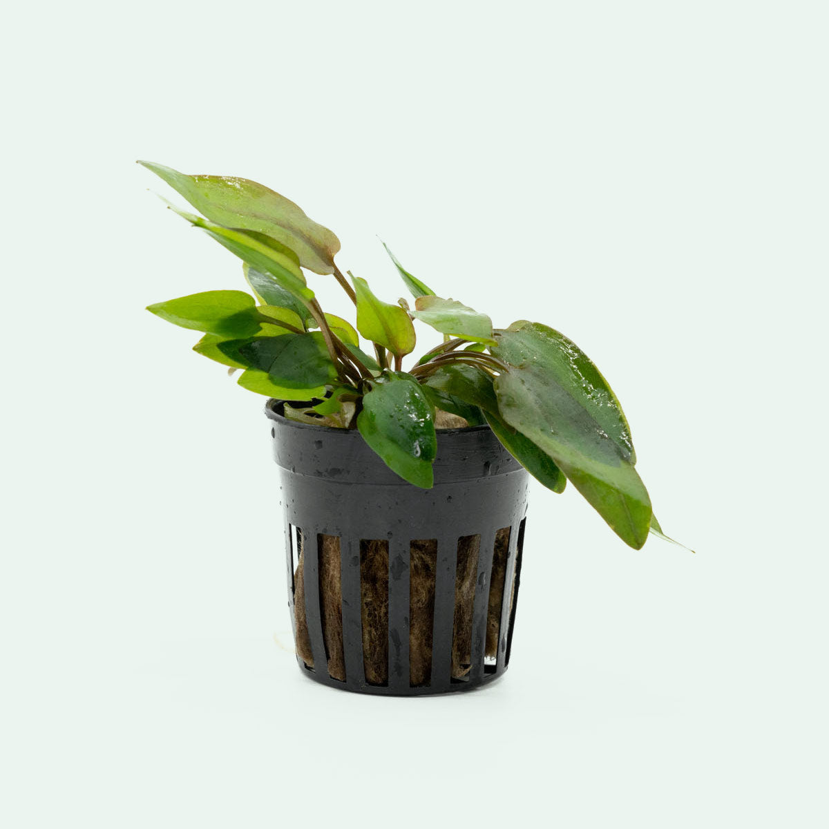 Shop Cryptocoryne Wendtii Pink Aquatic Plants - Glass Aqua