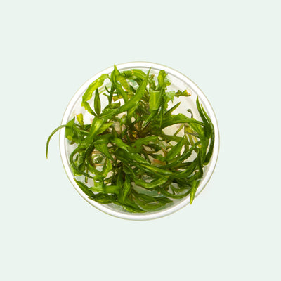 Cryptocoryne Crispatula Balansae Aquatic Plant for Planted Tank