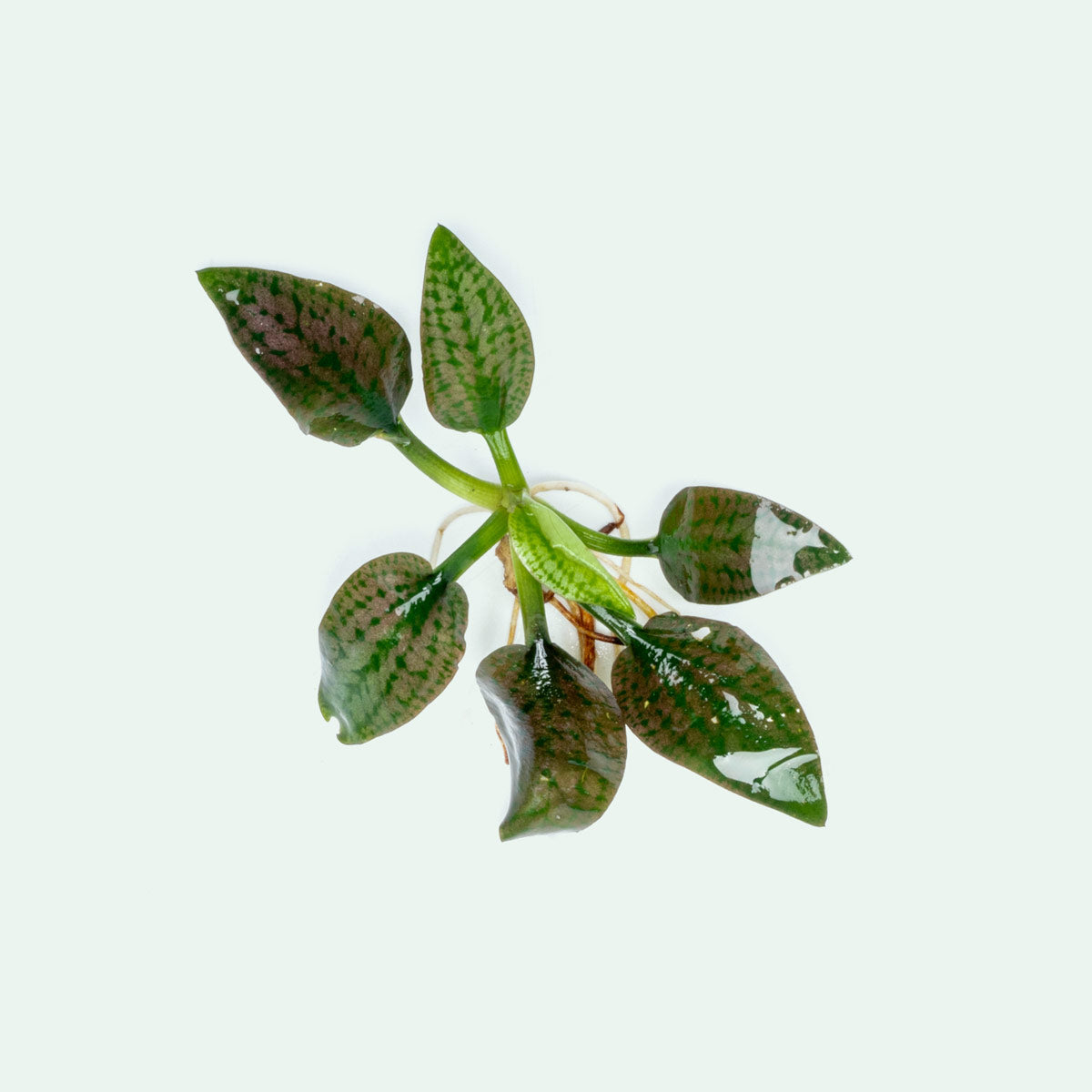 aglaonema silver queen aquarium Cryptocoryne Silver Queen Easy Aquarium Plant for Planted Tank – Glass Aqua