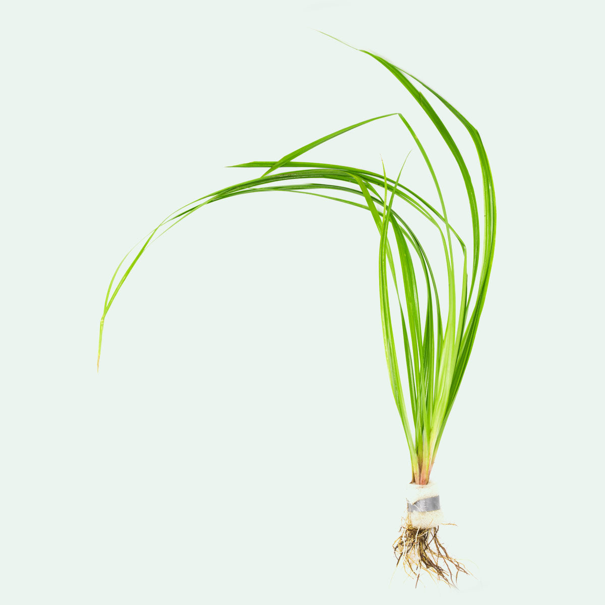 Shop Cyperus Helferi Aquatic Plants - Glass Aqua