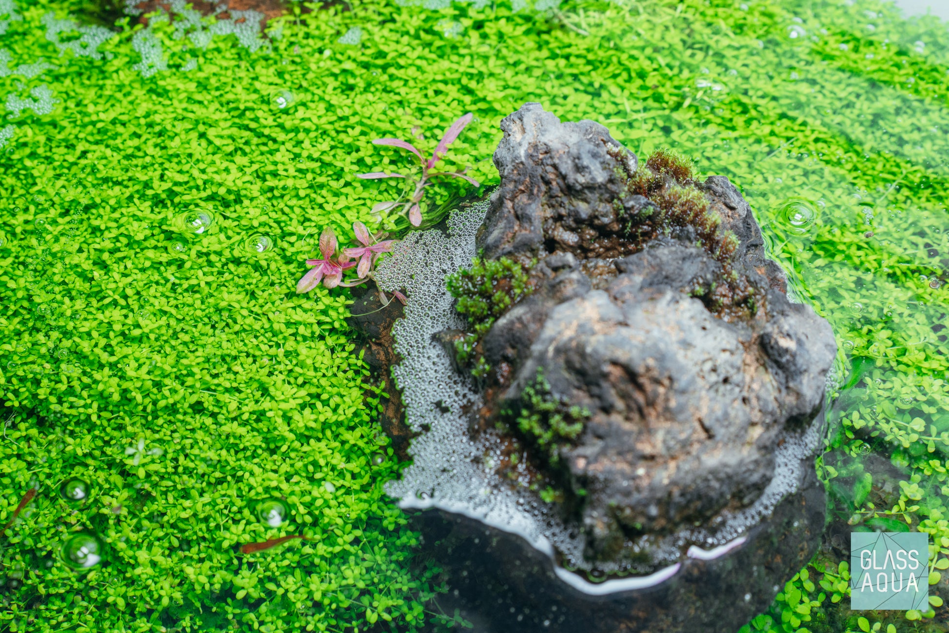 Shop Hygrophila Chai Aquatic Plants - Glass Aqua